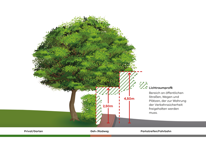 Auf der Grafik ist ein Baum zu sehen und es sind die vorgeschriebenen Lichtprofile eingezeichnet, um den Rückschnitt korrekt zu machen.