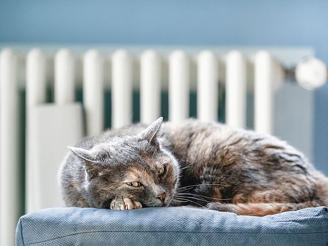 Eine Katze liegt vor einer Heizung als Symbolbild für die Wärme für Schwerte