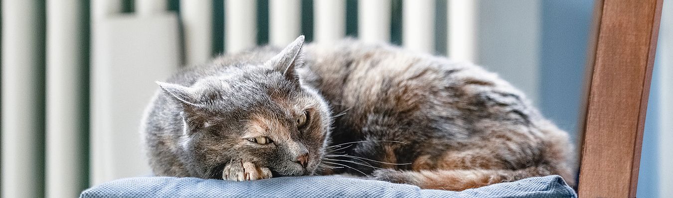 Eine Katze liegt vor einer Heizung als Symbolbild für die Wärme für Schwerte